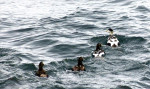 En in het water de eiders